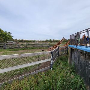Parc Safari - Afrika Terrace, giraffes
