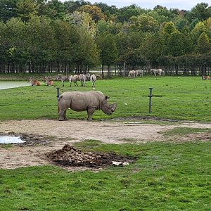 Parc Safari - Afrika Terrace, white rhino, plains zebras, common elands