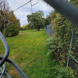 Parc Safari - Cheetah yard #1