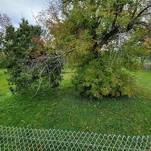 Parc Safari - Cheetah yard #1