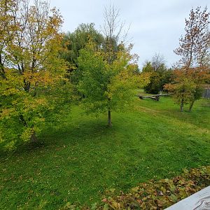 Parc Safari - Cheetah yard #1