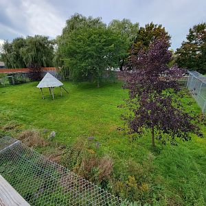 Parc Safari - Cheetah yard #2