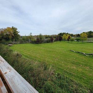 Parc Safari - Cheetah yard #3