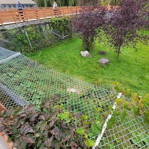 Parc Safari - Cheetah yard #2