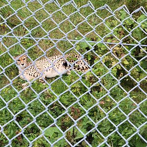 Parc Safari - Cheetah yard #2