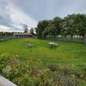 Parc Safari - Cheetah yard #4