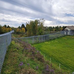 Parc Safari - Cheetah yard #5 behind fences