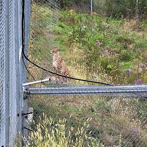 Parc Safari - Cheetah yard #5, watching the camels in the safari