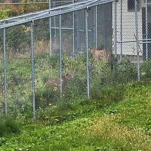 Parc Safari - Cheetah yard #5, two other cheetahs