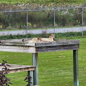 Parc Safari - Cheetah yard #3