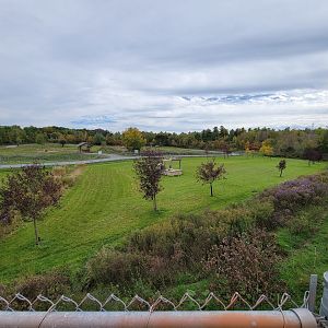 Parc Safari - Cheetah yard #3
