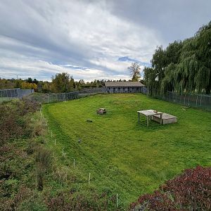 Parc Safari - Cheetah yard #4