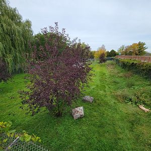 Parc Safari - Cheetah yard #2