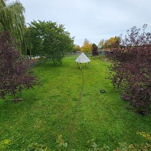 Parc Safari - Cheetah yard #2