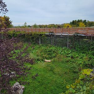 Parc Safari - Cheetah yard #2