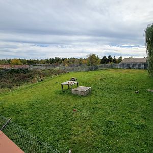 Parc Safari - Cheetah yard #4