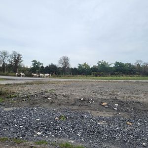 Parc Safari - Safari, Scimitar oryxes by entrance/exit