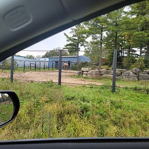 Parc Safari - Safari, African elephant yard, Jeannot