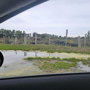 Parc Safari - Safari, African elephant, Carole