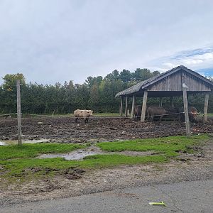 Parc Safari - Safari, water buffalo (and a gull)
