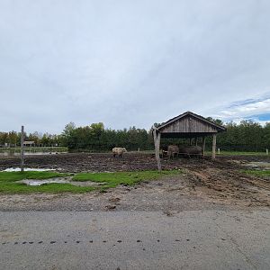 Parc Safari - Safari, water buffalo