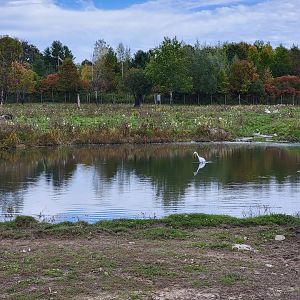 Parc Safari - Safari, blue wildebeest on left, addax on right, heron in middle