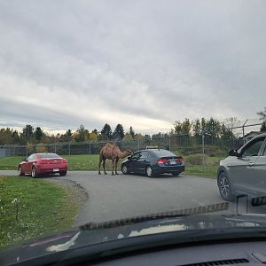 Parc Safari - Safari, dromedary demanding food