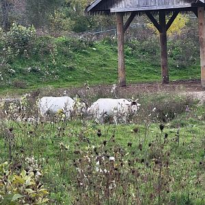 Parc Safari - Safari, addax hiding in the middle