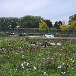 Parc Safari - Safari, blue wildebeest nap time