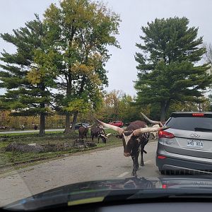 Parc Safari - Safari, Ankole/Watusi cattle