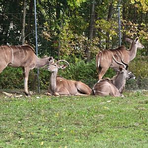 Parc Safari - Safari, greater kudu