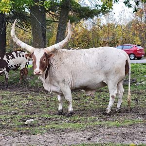 Parc Safari - Safari, a massive bull
