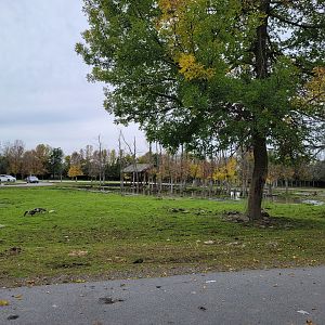 Parc Safari - Safari, cattle area