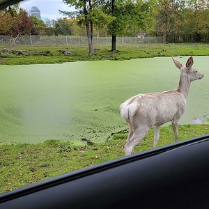 Parc Safari - Safari, white Red deer