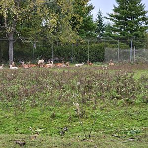 Parc Safari - Safari, red deer