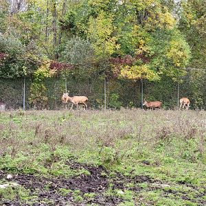 Parc Safari - Safari, red deer