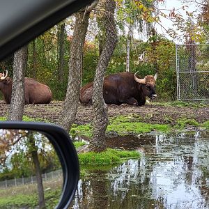 Parc Safari - Safari, gaur