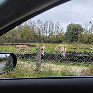 Parc Safari - Safari, onager