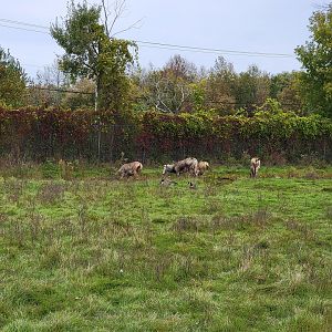 Parc Safari - Safari, Pere David's deer