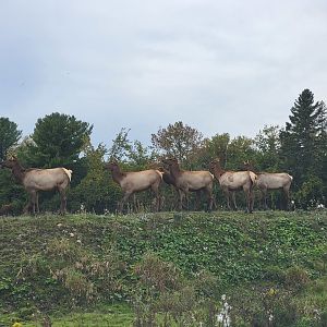 Parc Safari - Safari, elk being weird