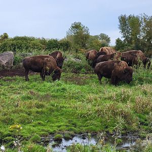 Parc Safari - Safari, American bison