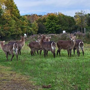 Parc Safari - Safari, waterbuck