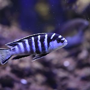 Cichlid ID