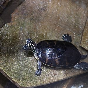 Turtle ID