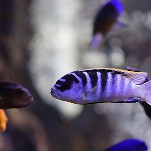 Cichlid ID
