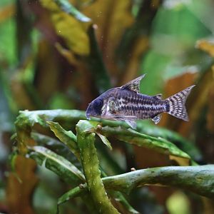 Corydoras ID