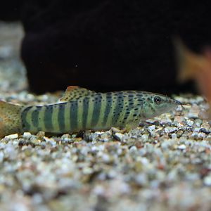 Loach ID