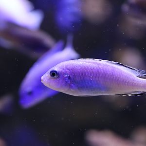 Cichlid ID