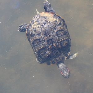 Wild Red-Eared Slider (T. scripta elegans)