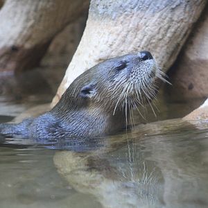 North American Otter (Lontra canadensis)